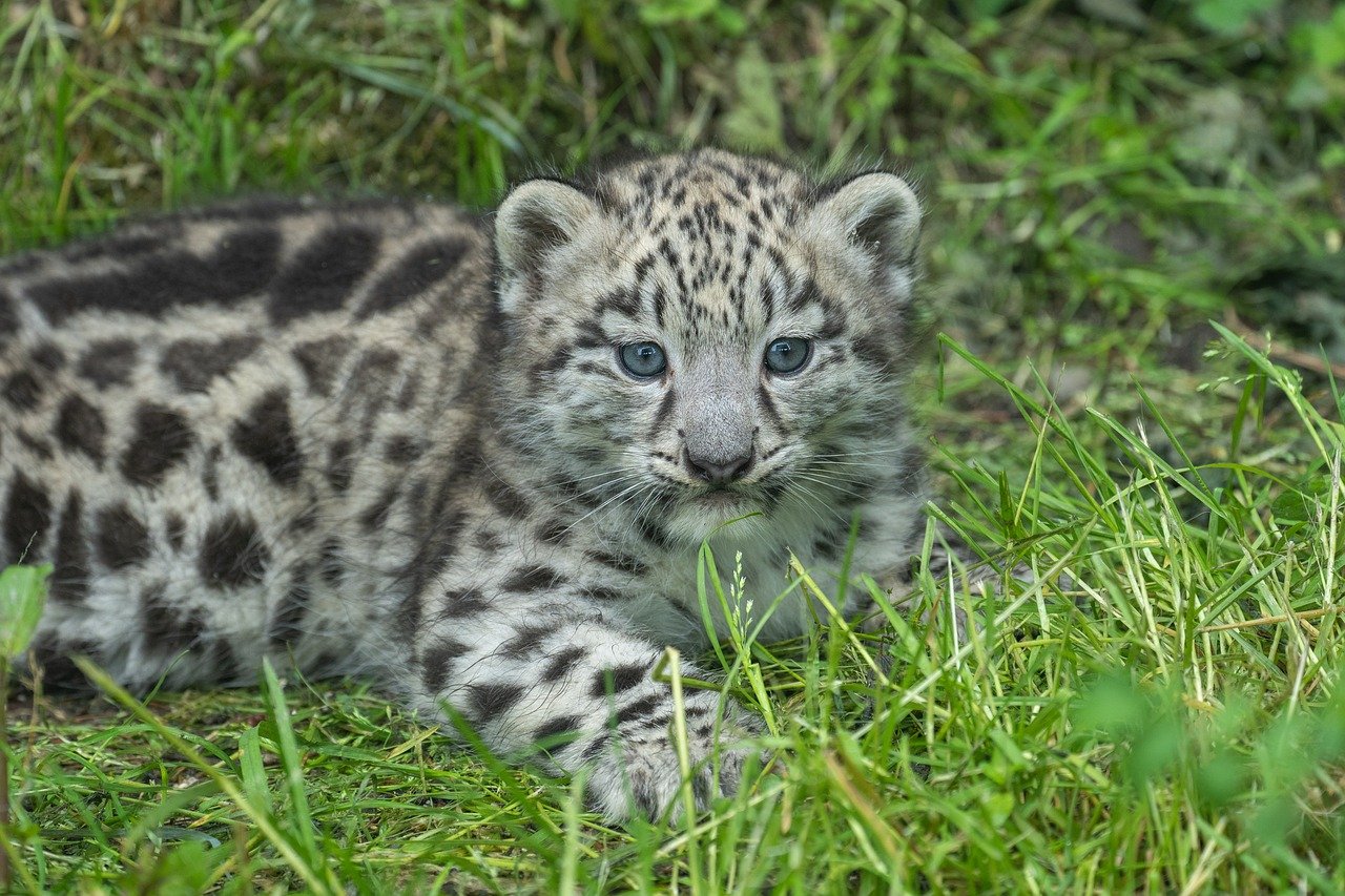 baby snow leopard, snow leopard, young