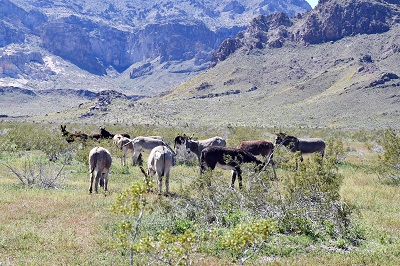  BLM to gather wild burros in the Black Mountain Herd Management Area 