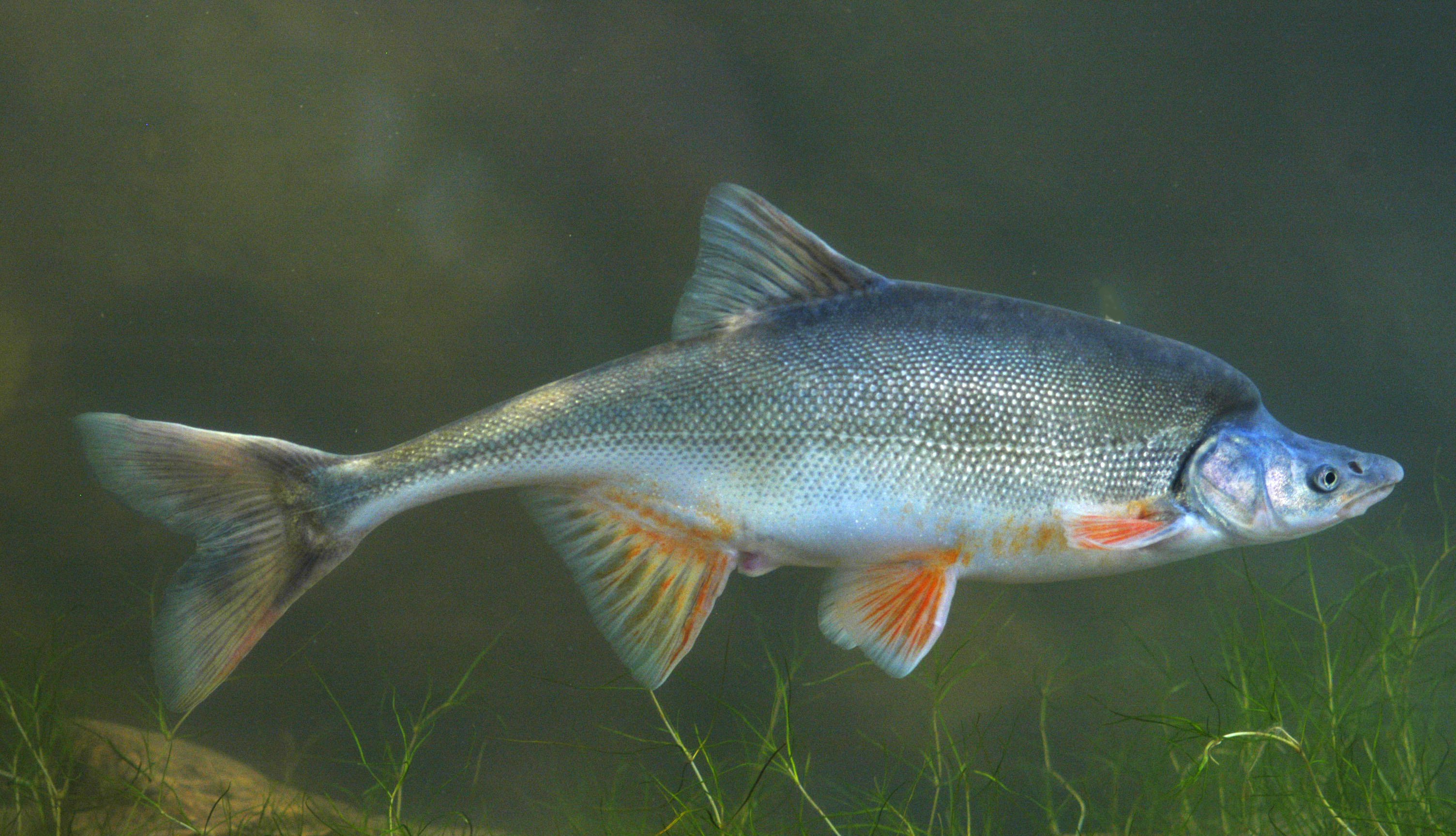  Chemical treatment to be deployed against invasive fish in Colorado River