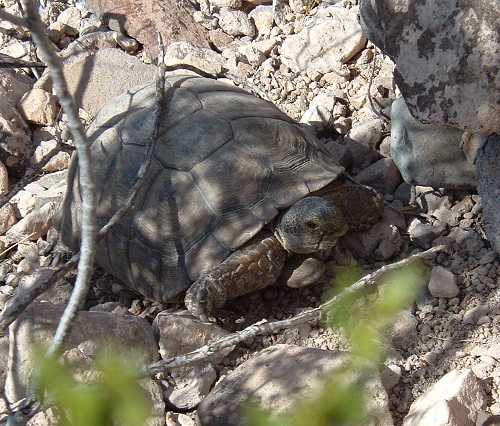  G&F seeks homes for Sonoran desert tortoises