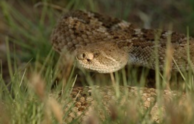  Leaving venomous reptiles alone reduces risk of being bitten 