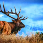 elk in field