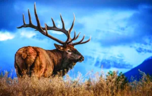 elk in field