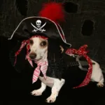 pirate dog costume