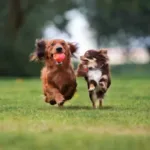 dogs playing