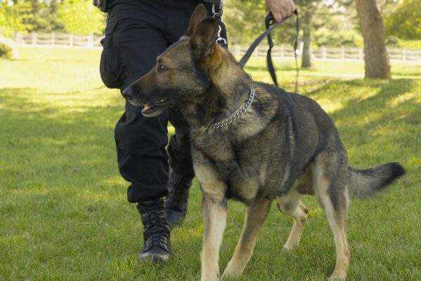 Police Dog