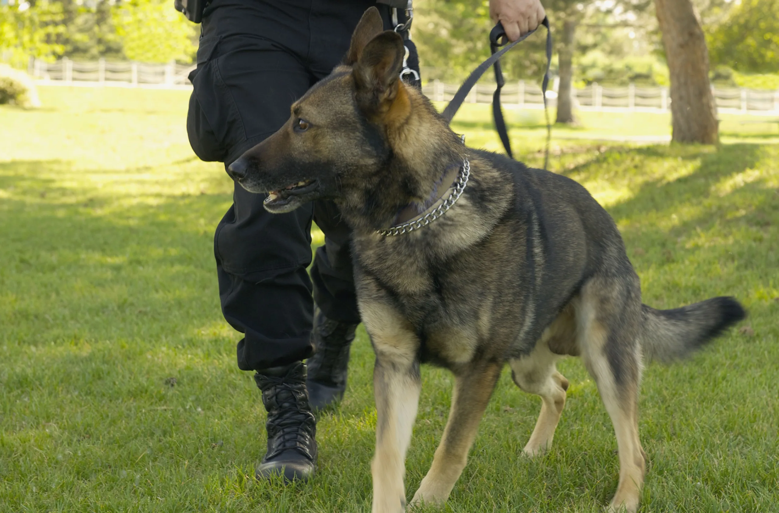 Police Dog